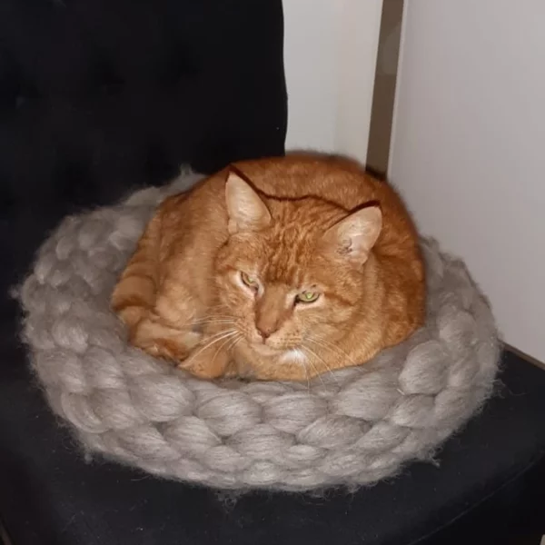 Poes Charlie ligt lekker in de ronde gebreide kattenmand van lontwol op zijn favoriete plek op de zwarte stoel.