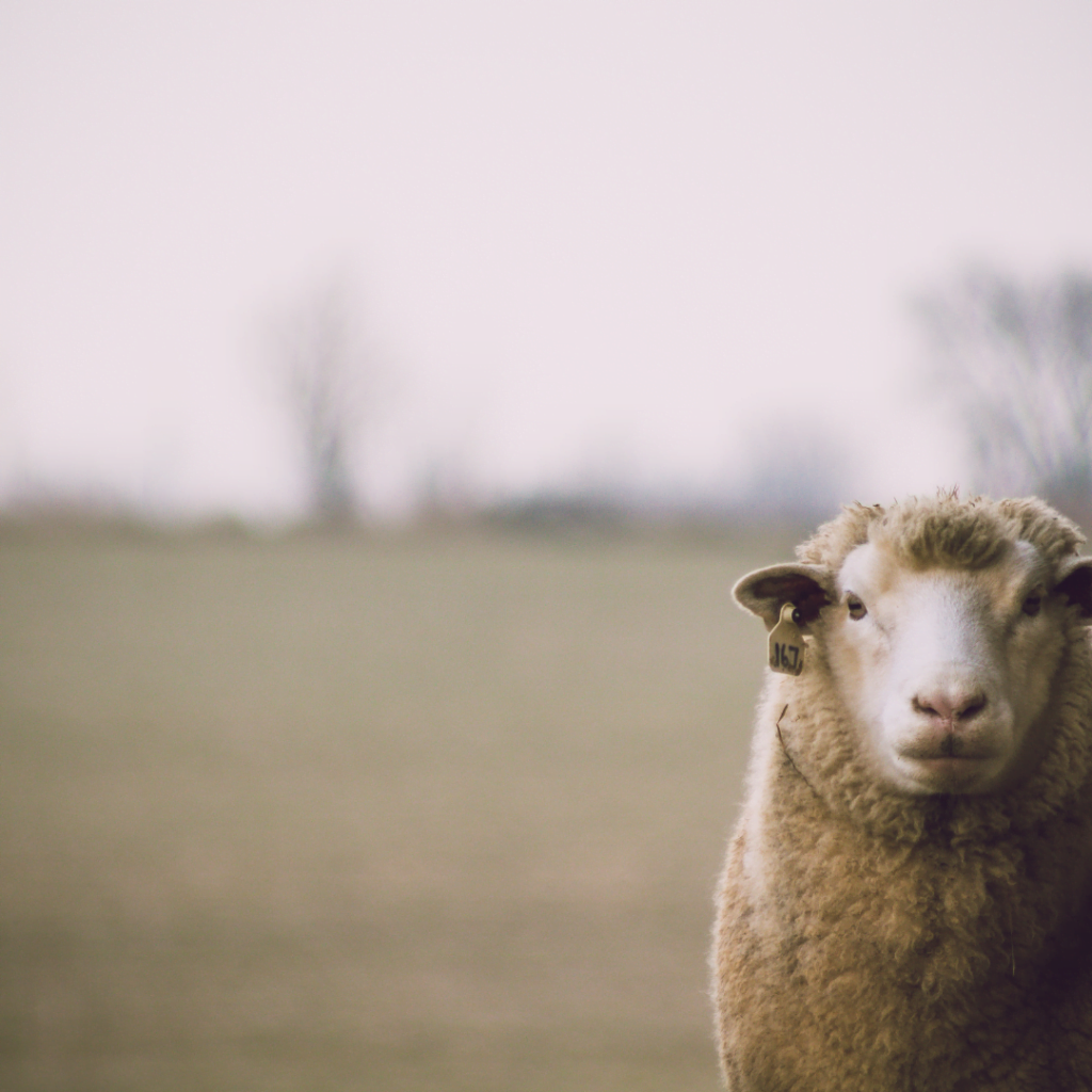 Merino schaap, merino wol is super duurzaam!