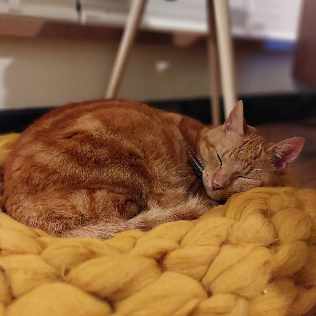 Kattenmand gebreid met okergele lontwol met een rode kater die ligt te slapen.